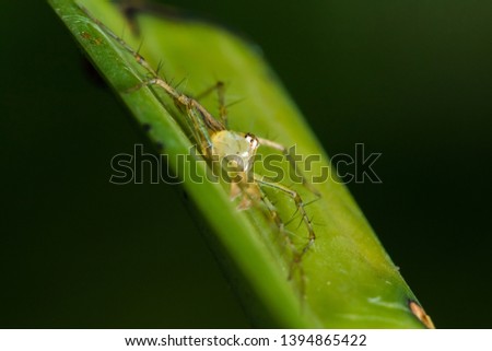 Oxyopes javanus Throll on the leaves can jump to catch prey.
