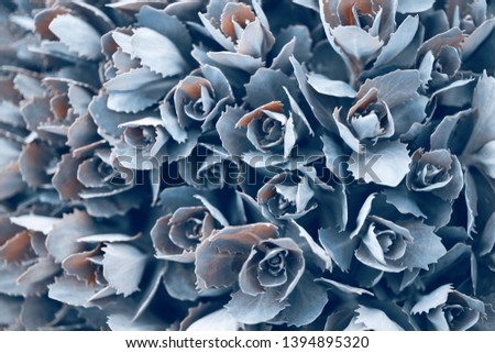 Beautiful natural background from ornamental cabbage inflorescences. wallpaper for screensavers
