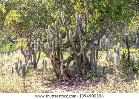 Cactus in the Caatinga in Brazil.