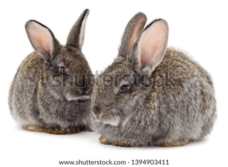 Gray rabbits isolated on a white background.