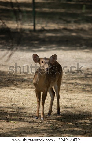 Deer Standing Pose Cute Face