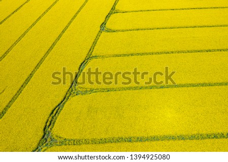 Aerial view rapeseed blooming. Yellow fields from above. Photo captured with drone. 
