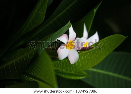 Frangipani flower on green leaf backgorund. Bali - Image