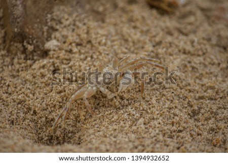 A small crab on the sand