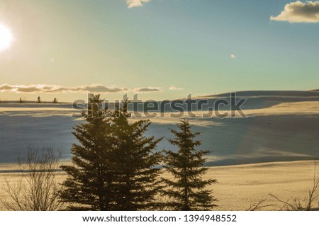 Winter landscape views of sun kissed open fields blanketed in snow and surrounded by pine trees, shadows and blue sky in this cozy image of nature and trees and open spaces in the peacefulness of wint