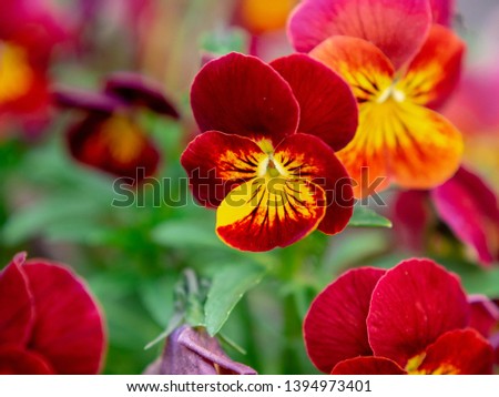 Pansy flower Viola tricolor var. hortensis
