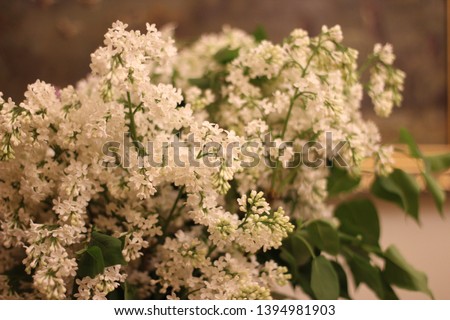 bouquet of white lilac on the background of the picture, color photo