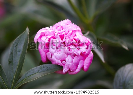 Beautiful spring peony plant in flowering season. Pink fragrant flowers in summer garden.