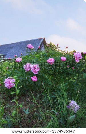 Beautiful spring peony flowers on rural building background