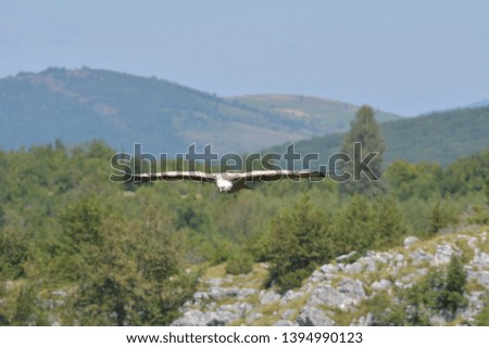 Griffon vulture flying over Uvac river canyon in Serbia, top view - Image