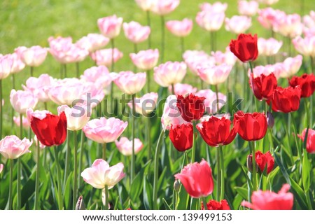 Outdoor image of large flower bed of pink and red tulips in the park, Ukraine, Poltava/Beautiful view on colorful tulips