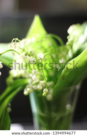 bouquet of white lily of the valley, color photography