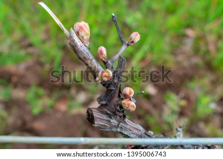 A close up of bud break on a grapevine in an Oregon vineyard, tiny buds of new leaves appearing in spring.
