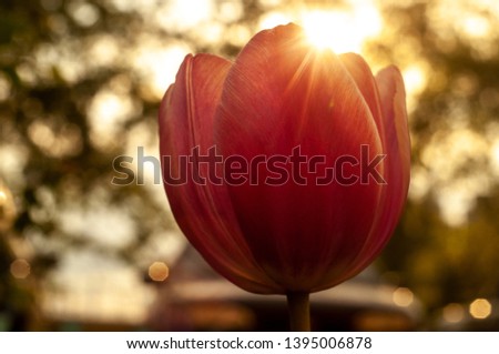 Tulip spring flower close-up macro photography