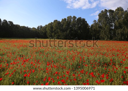 Red field blossom of poppies, beautiful flowers
