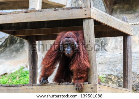 Orangutan in zoo.