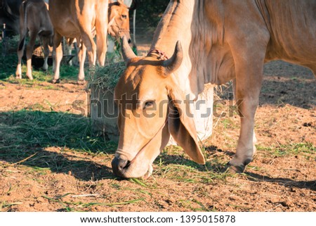 a cow eating grass on the ground
