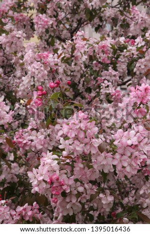 Pink flowers of blossoming apple-tree (grade "Malus Rudolph") in spring garden in Moscow city, Russia. Seasonal blossom. Blooming apple-tree. Spring season. Photo of pink flowers. April, may bloom
