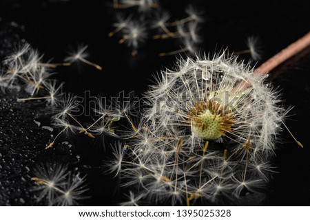 Seeds of a dandelion on a dark table. Dandelion with drops of water. Dark background.