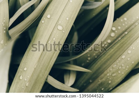 Fresh green grass with drops of water. Macro image. Green grass.Nature image. Macro image