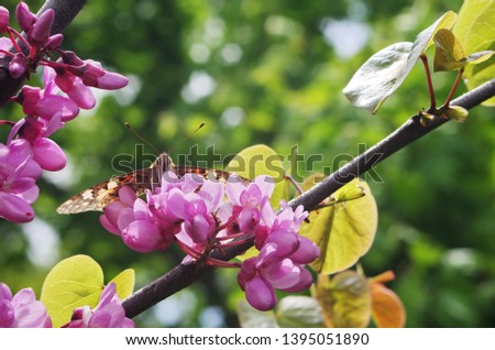 Blossom of purple Eastern Redbud. Butterfly on flowering Cercis. Flowering branch of the Judas-tree