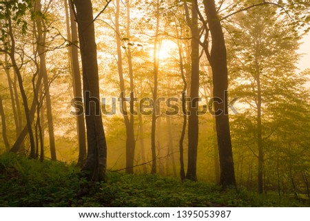 Beautiful amazing sunset in summer mountains. Northern country Russia Caucasus wilderness. Inspiring view panorama. Fairy misty in green forest. Nature landscape.