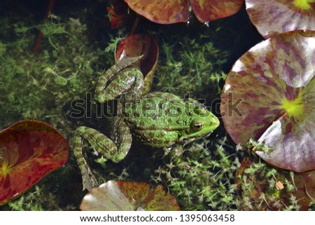 The common frog in a pond durong mating season