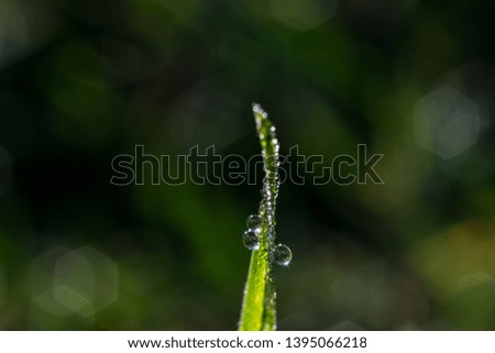 Beautiful Macro droplets on a leaf early in the morning in a garden