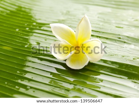 Single plumeria on wet banana leaf