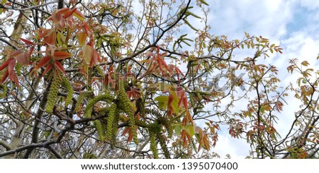 Openwork natural background. Green and red leaves of walnut against the blue sky and white clouds
