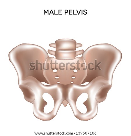 Male pelvis. Bones of the lower extremity. Detailed medical illustration. Isolated on a white background. Bright and clean design.