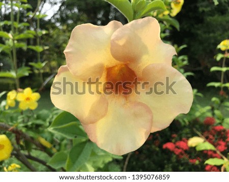 Beautiful  yellow flowering plant in park