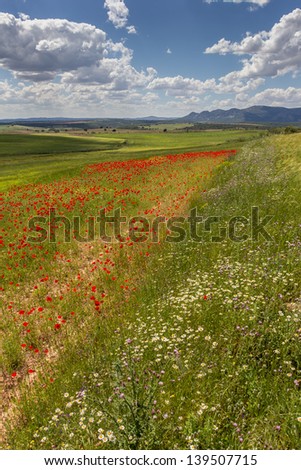 Red poppies and mountains in Andalusia, Spain