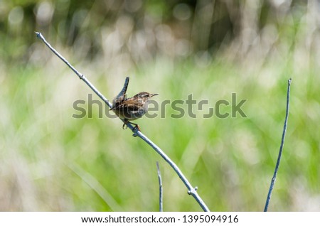 Marsh wren sitting on twig, looking to the right