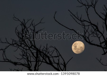Full moon framed by dry branches of a tree from the cerrado of Minas Gerais. Photo taken in Taquaraçu de Minas.

