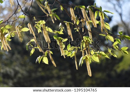 Tree branches with long catkins of Alnus Serrulata, the Hazel alder or Smooth alder. It is a flowering plant in the family Betulaceae.


