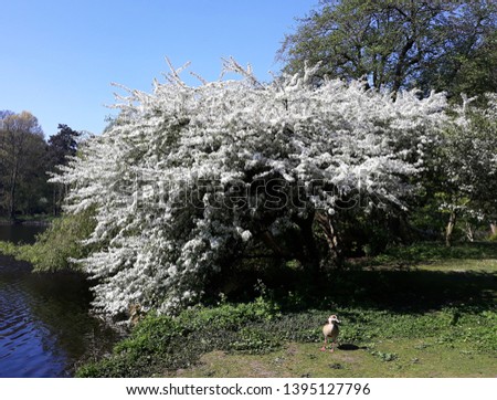 Beautiful cherry tree with white flowers on the shore of a lake in the park.


