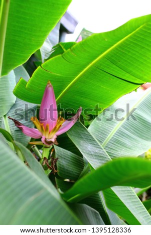 Musa velutina, the hairy banana or pink banana, is a species of seeded banana. Musaceae family ,in THAILAND.