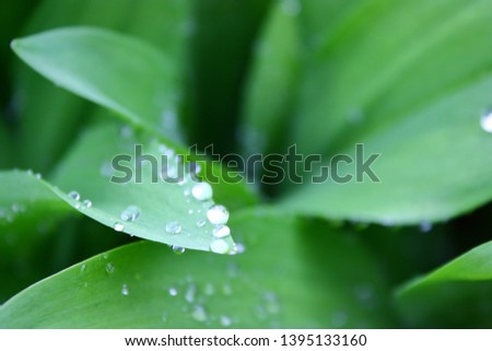 
Leaf with water drops. after the rain.