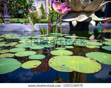 Natural Beauty Of The Lotus Pond In The Garden Yard Of Buddhist Monastery In Bali, Indonesia
