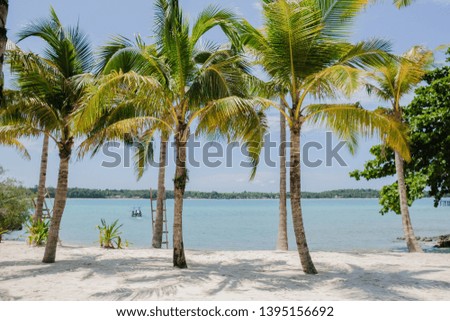 Palm trees ( Coconut trees ) on beautiful tropical beach.