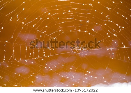 The spider web (cobweb) closeup background. 