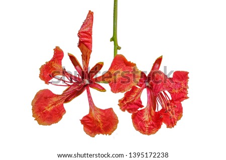Royal poinciana, (Delonix regia), also called flamboyant tree or peacock tree, strikingly beautiful flowering tree of the pea family (Fabaceae).