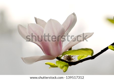 Blossom magnolia flowers