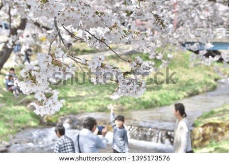 Family taking a picture on the banks of the river where the cherry blossoms bloom