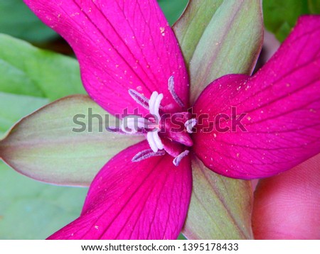 Red Wild Trillium Flower Blossom (Red Prairie Trillium)