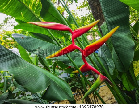 Beautiful red Heliconia flower.
Common names for the genus include Dwarf Jamaican flower,lobster-claws, toucan peak, wild plantains or false bird-of-paradise.