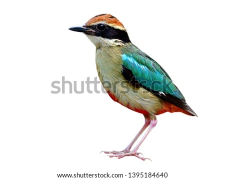 Fairy pitta (Pitta nympha) or so called Forest Angel, funny multiple colors bird appearing in green blue red brown balck isolated on white background