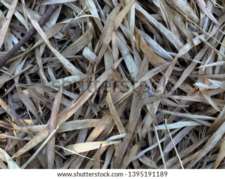 Dry bamboo leaves on the ground full picture for background