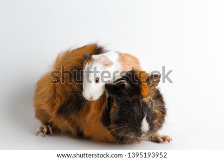Guinea pig mom with pup isolated on white background
